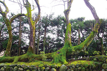 善念寺の寝てなる柿