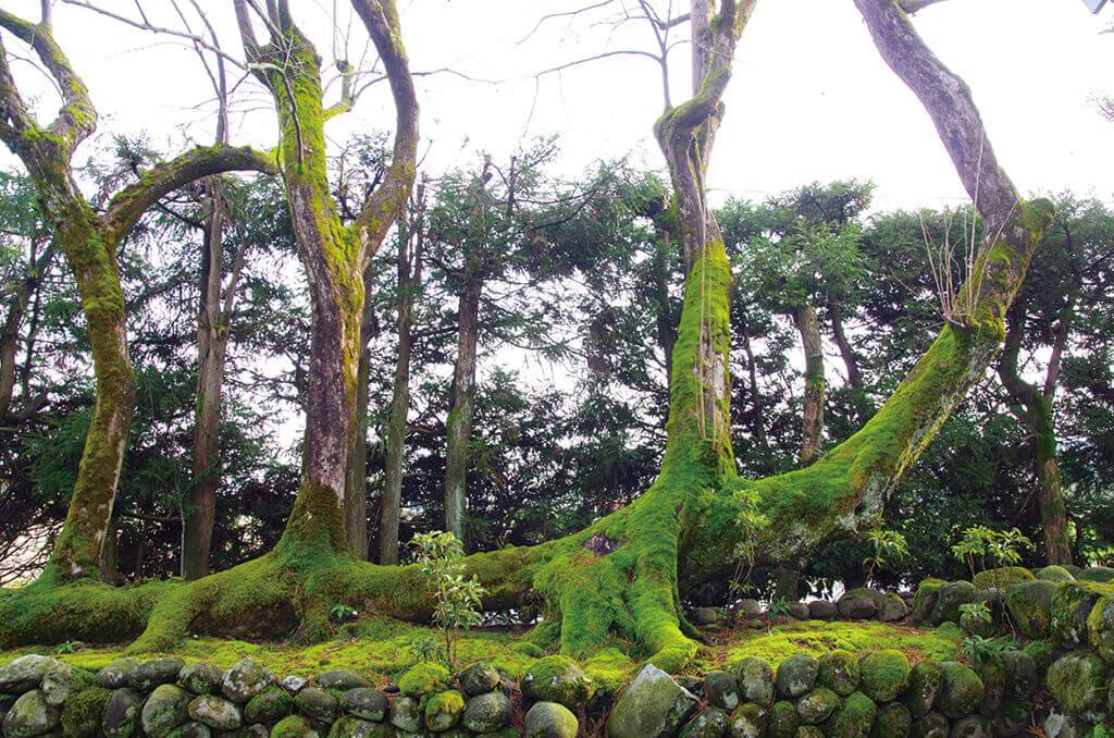 善念寺の「寝てなる柿」