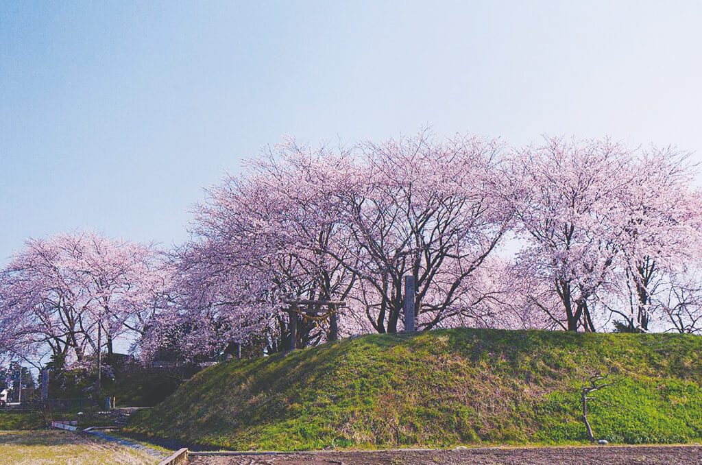 若栗城跡の桜