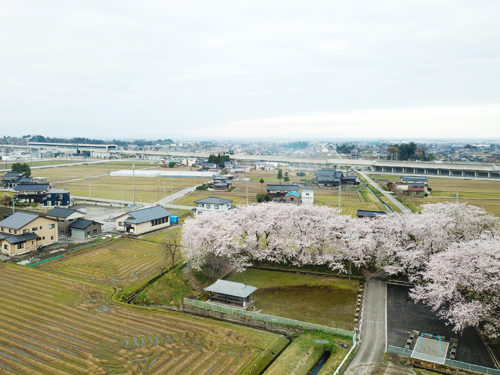 若栗城跡：舘山の桜