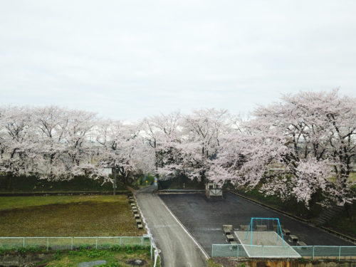 若栗城跡：舘山の桜