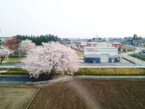 黒瀬川発電所横の桜