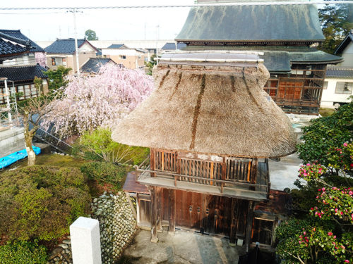 長安寺の桜